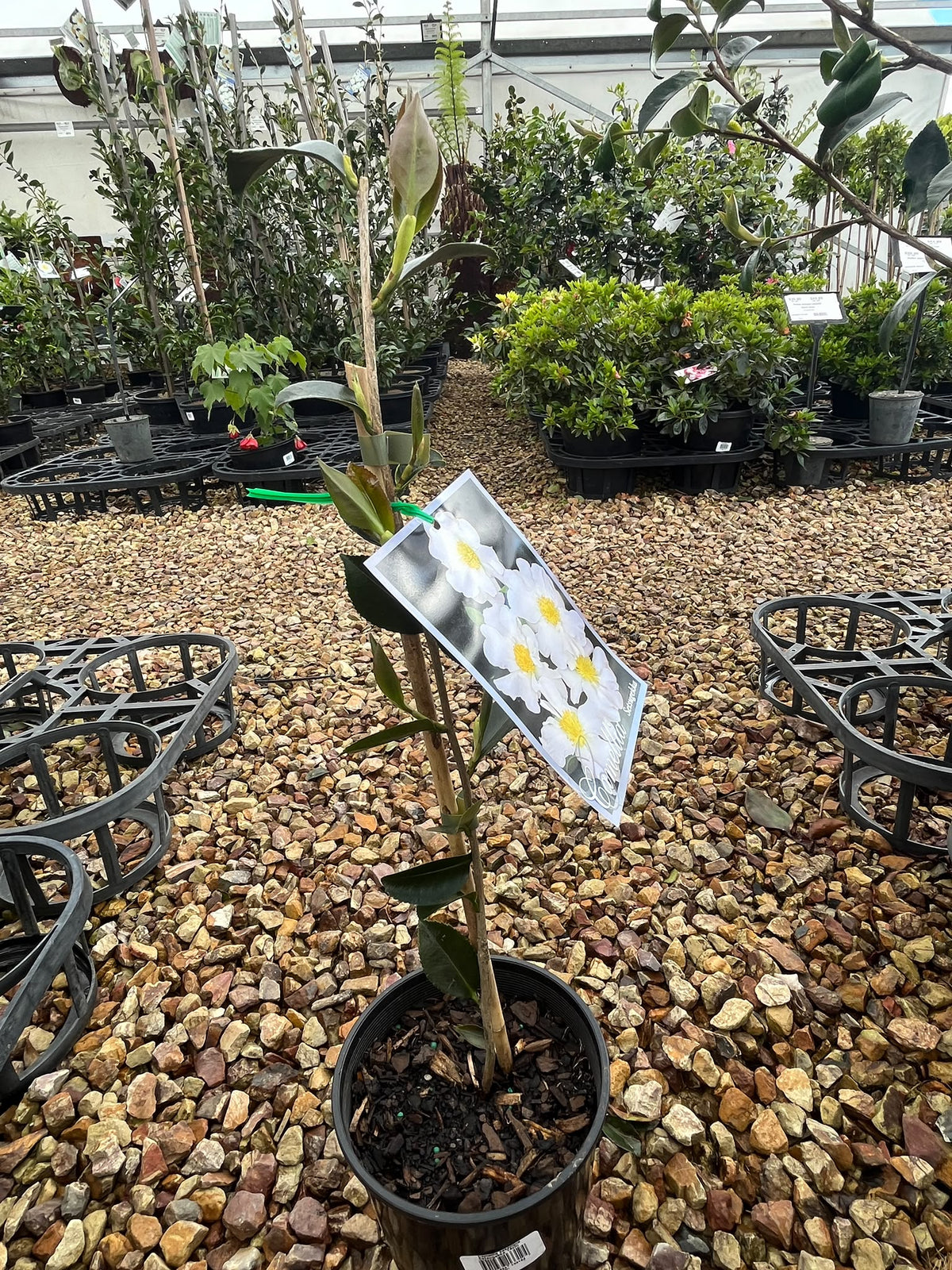 PL0208 Sasanqua Camellia, Camellia sasanqua Edna Butler, 茶梅, 20 cm Pot