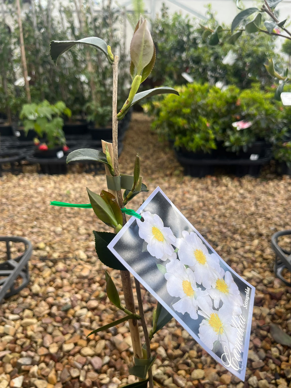 PL0208 Sasanqua Camellia, Camellia sasanqua Edna Butler, 茶梅, 20 cm Pot