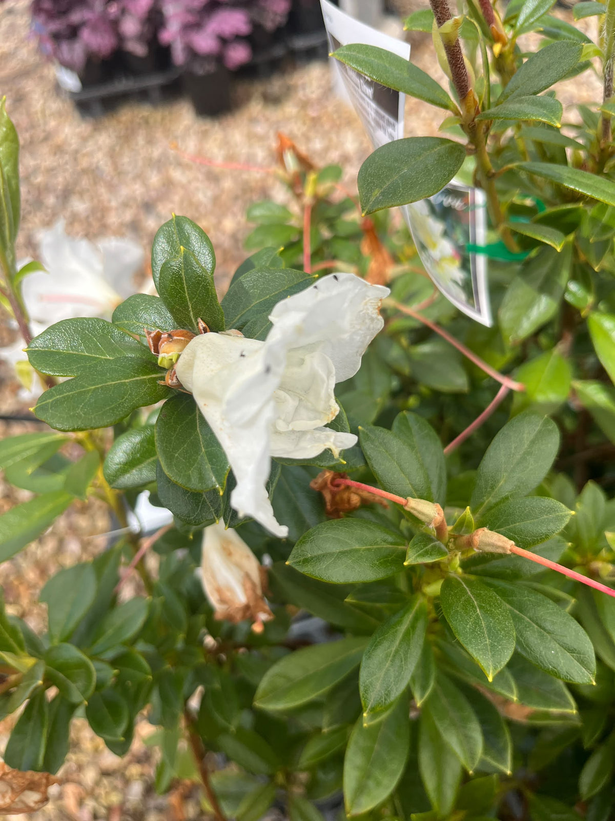 PL0209 Rhododendron, Rhododendron hybrida Wedding Gown, 杜鹃花, 20 cm Pot