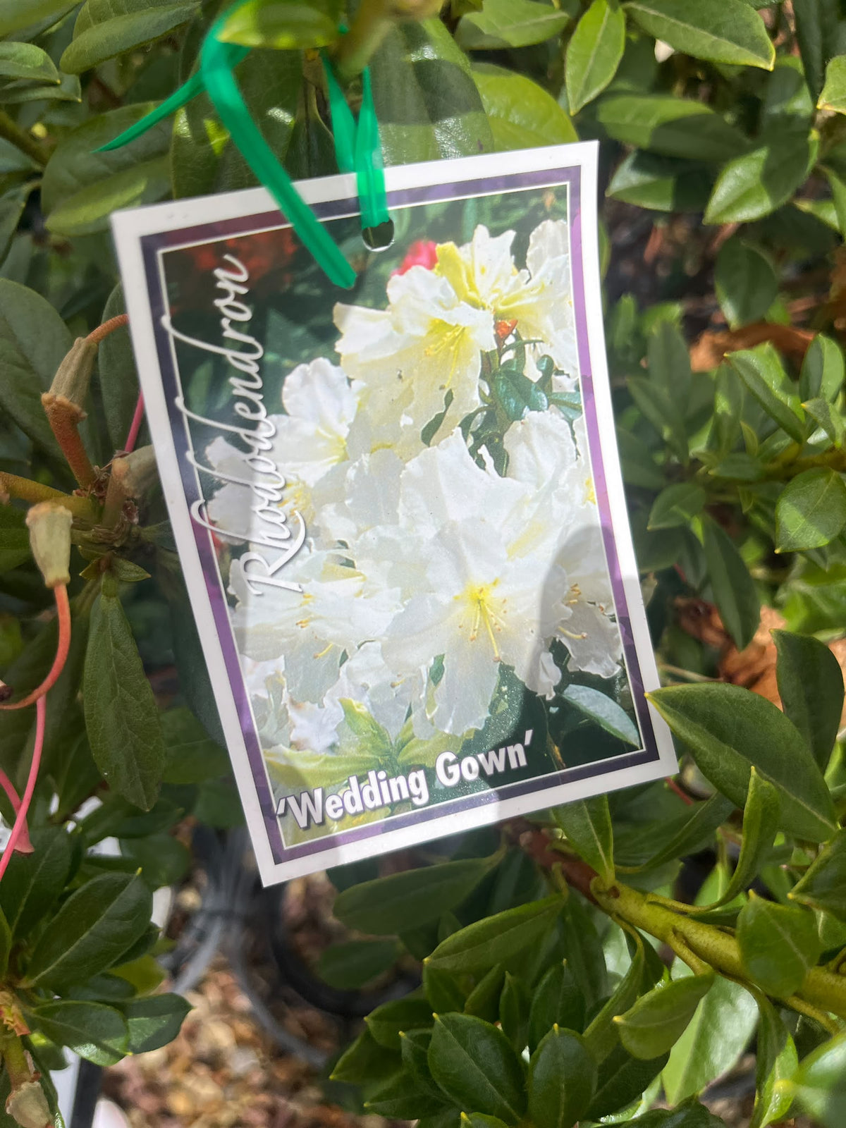 PL0209 Rhododendron, Rhododendron hybrida Wedding Gown, 杜鹃花, 20 cm Pot