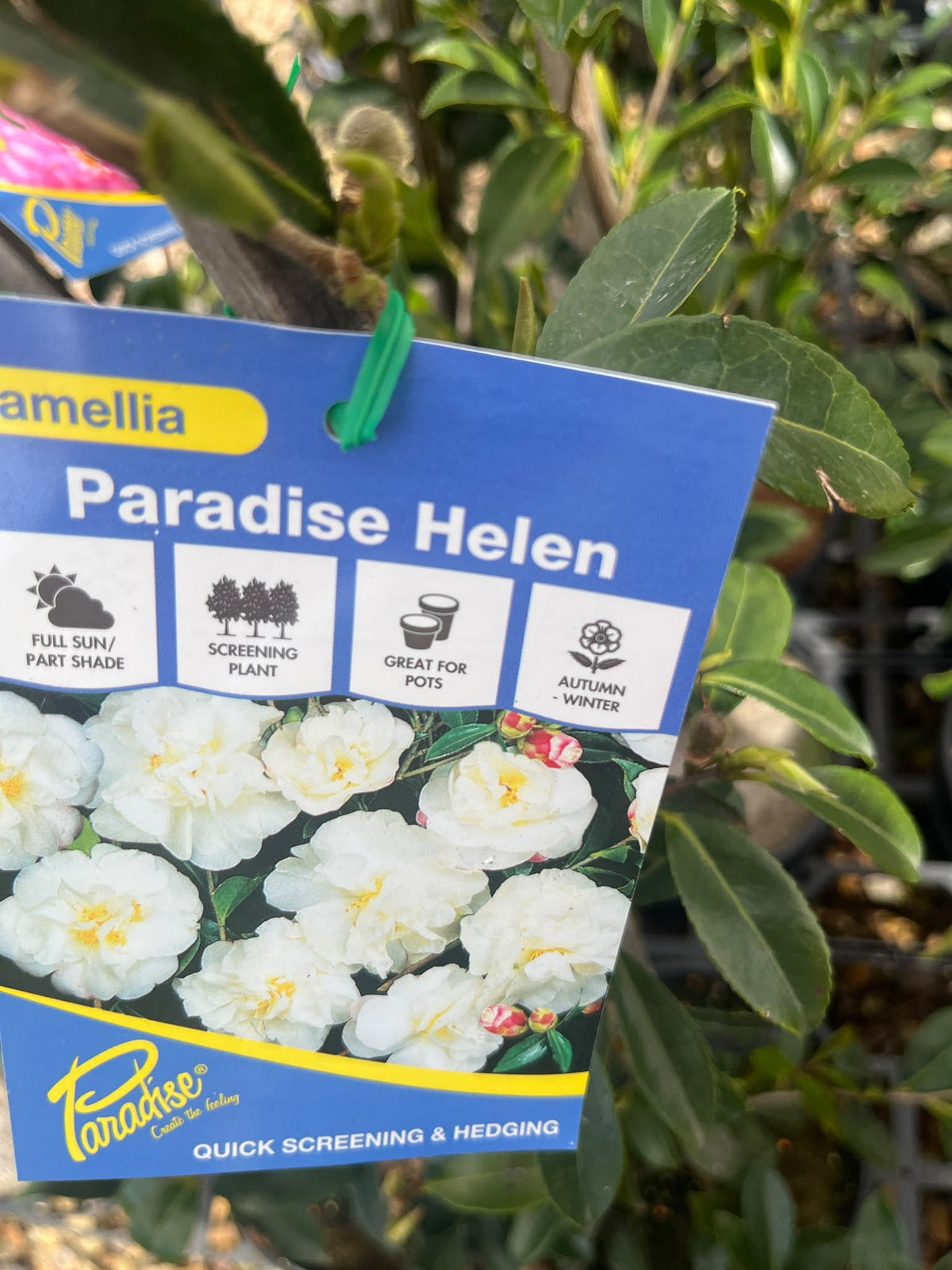 PL0210 Sasanqua Camellia, Camellia sasanqua Paradise Helen, 茶梅, 20 cm Pot