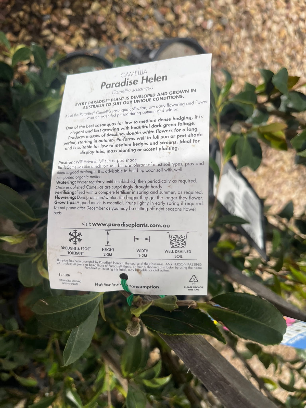 PL0210 Sasanqua Camellia, Camellia sasanqua Paradise Helen, 茶梅, 20 cm Pot