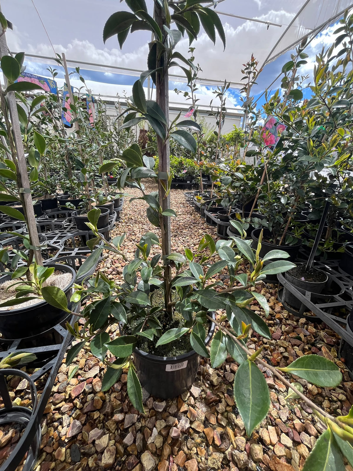 PL0210 Sasanqua Camellia, Camellia sasanqua Paradise Helen, 茶梅, 20 cm Pot