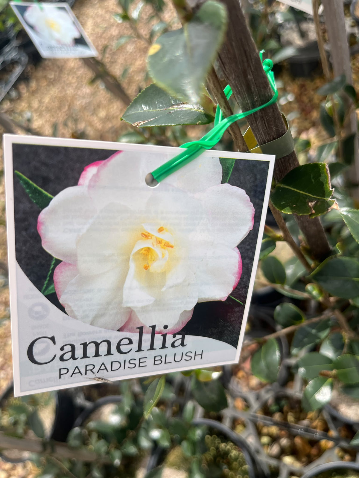 PL0212 Sasanqua Camellia, Camellia sasanqua Paradise Blush, 茶梅, 20 cm Pot