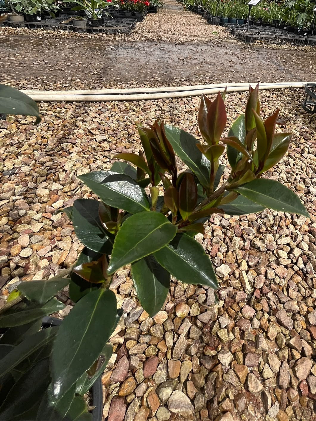 PL0212 Sasanqua Camellia, Camellia sasanqua Paradise Blush, 茶梅, 20 cm Pot