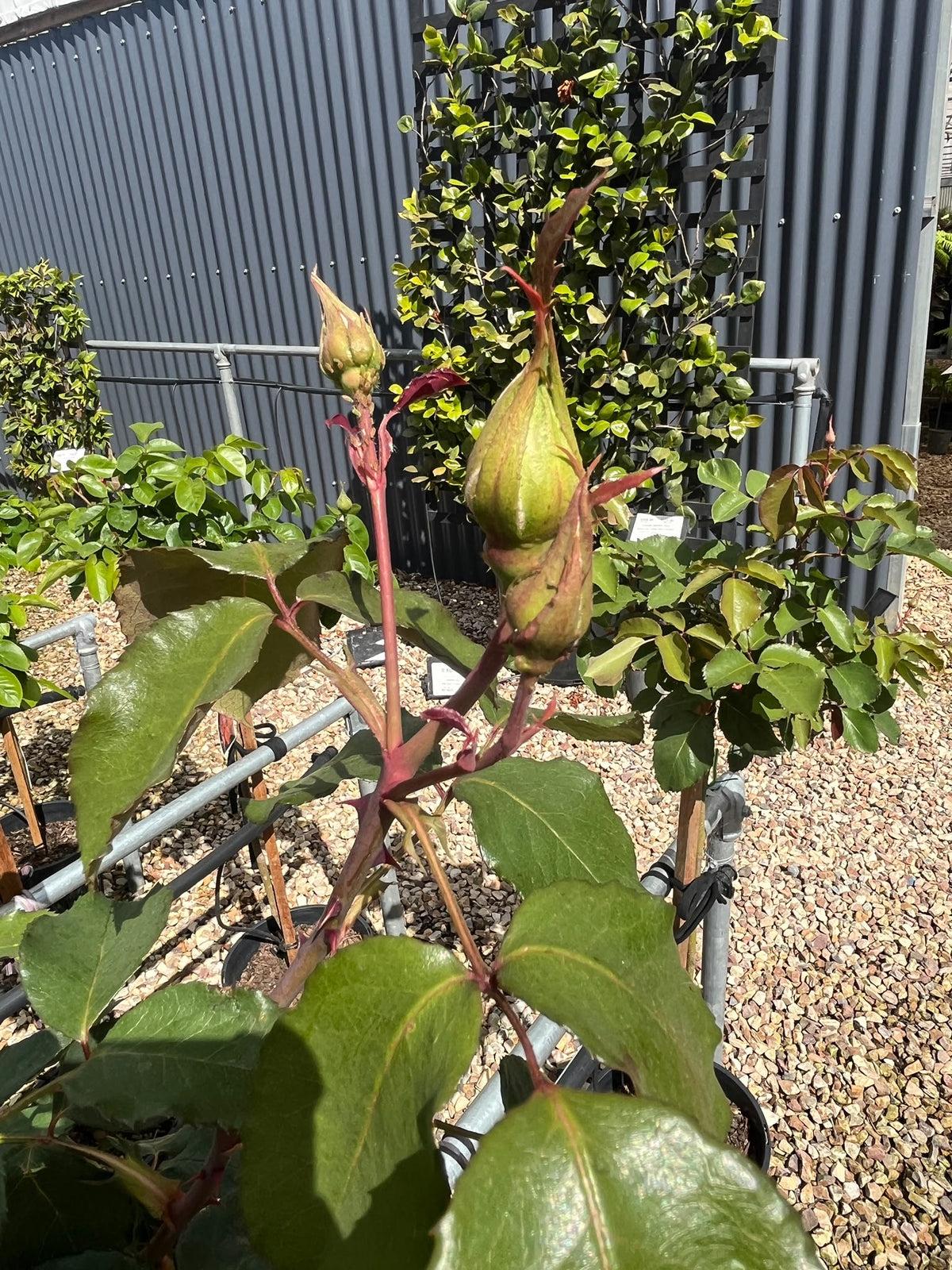 PL0224 Floribunda Rose, Rosa Ebb Tide, 丰花月季, 25 cm 2Ft Standard Pot