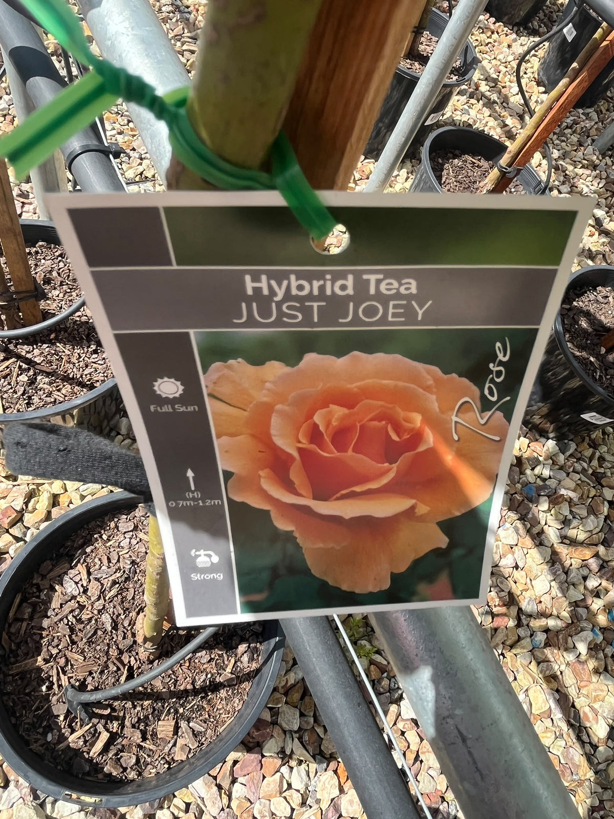 PL0224 Floribunda Rose, Rosa Ebb Tide, 丰花月季, 25 cm 2Ft Standard Pot