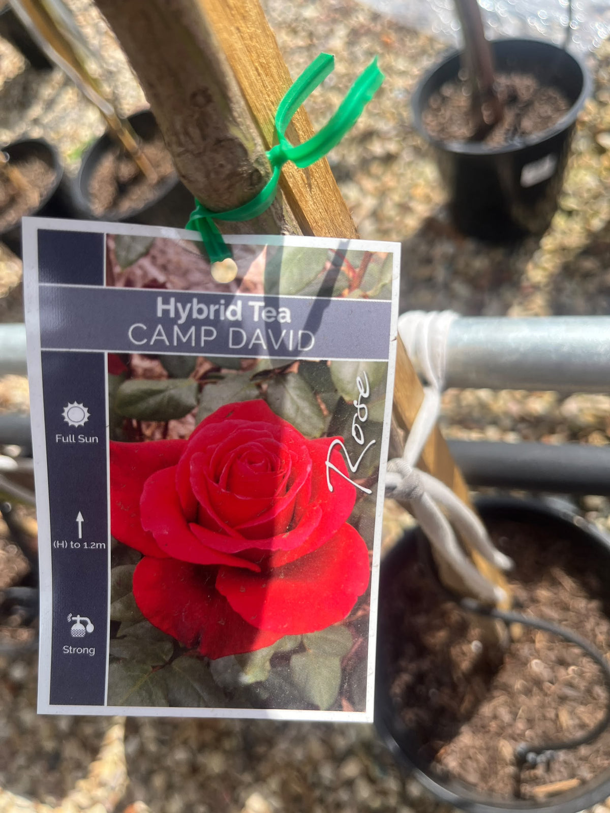 PL0226 Hybrid Tea Rose, Rosa Camp David, 杂交茶香月季, 25 cm 2Ft Standard Pot