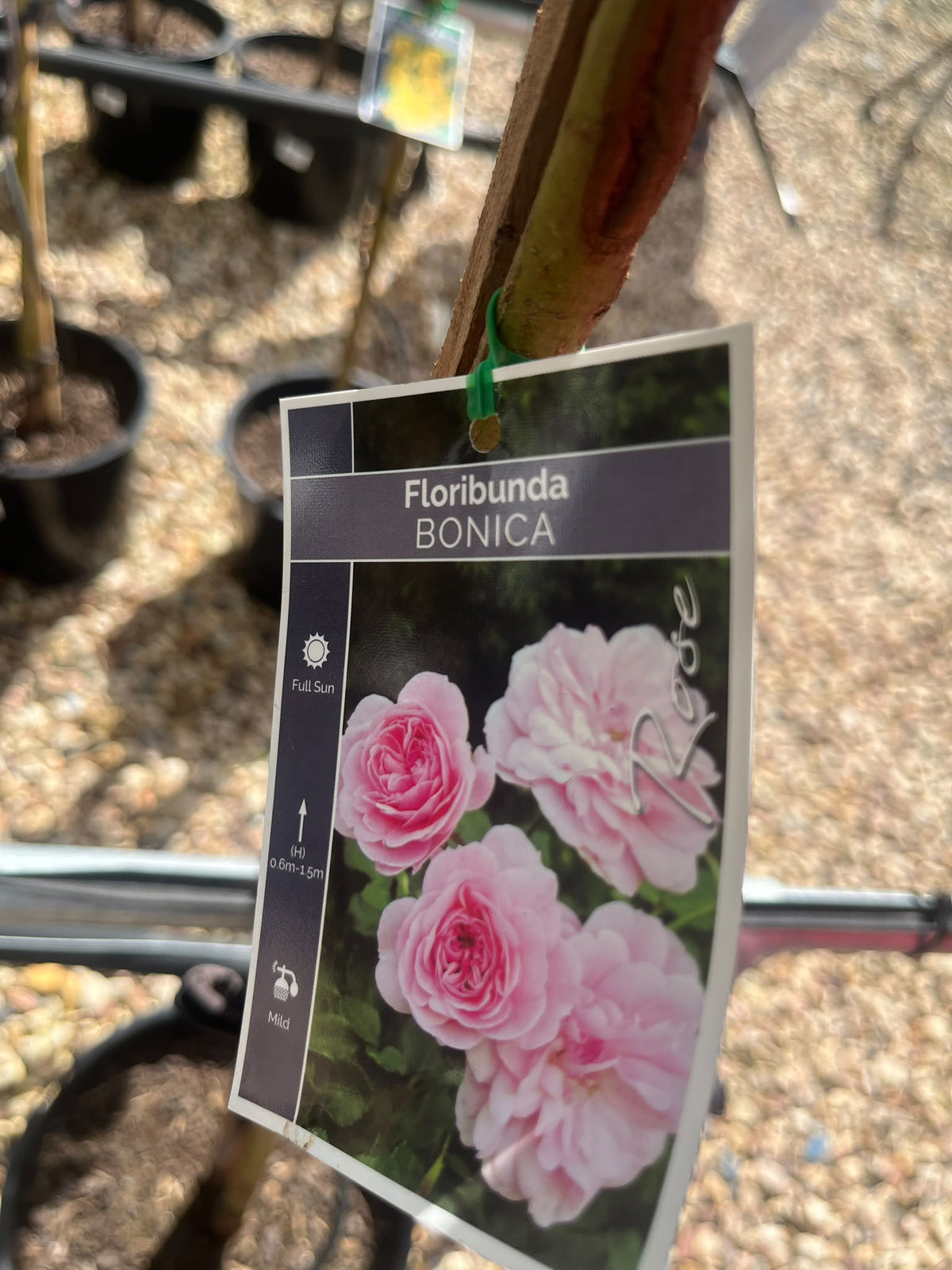 PL0227 Floribunda Rose, Rosa Bonica, 丰花月季, 25 cm 3Ft Standard Pot