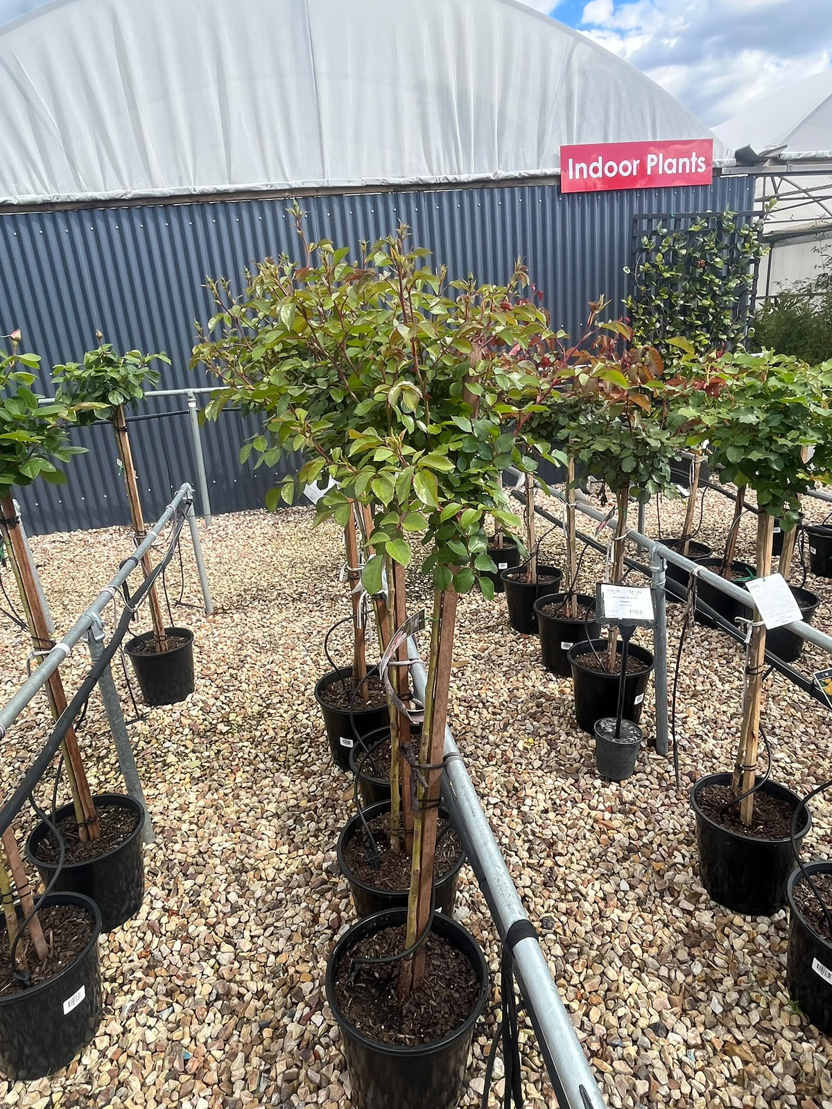 PL0227 Floribunda Rose, Rosa Bonica, 丰花月季, 25 cm 3Ft Standard Pot