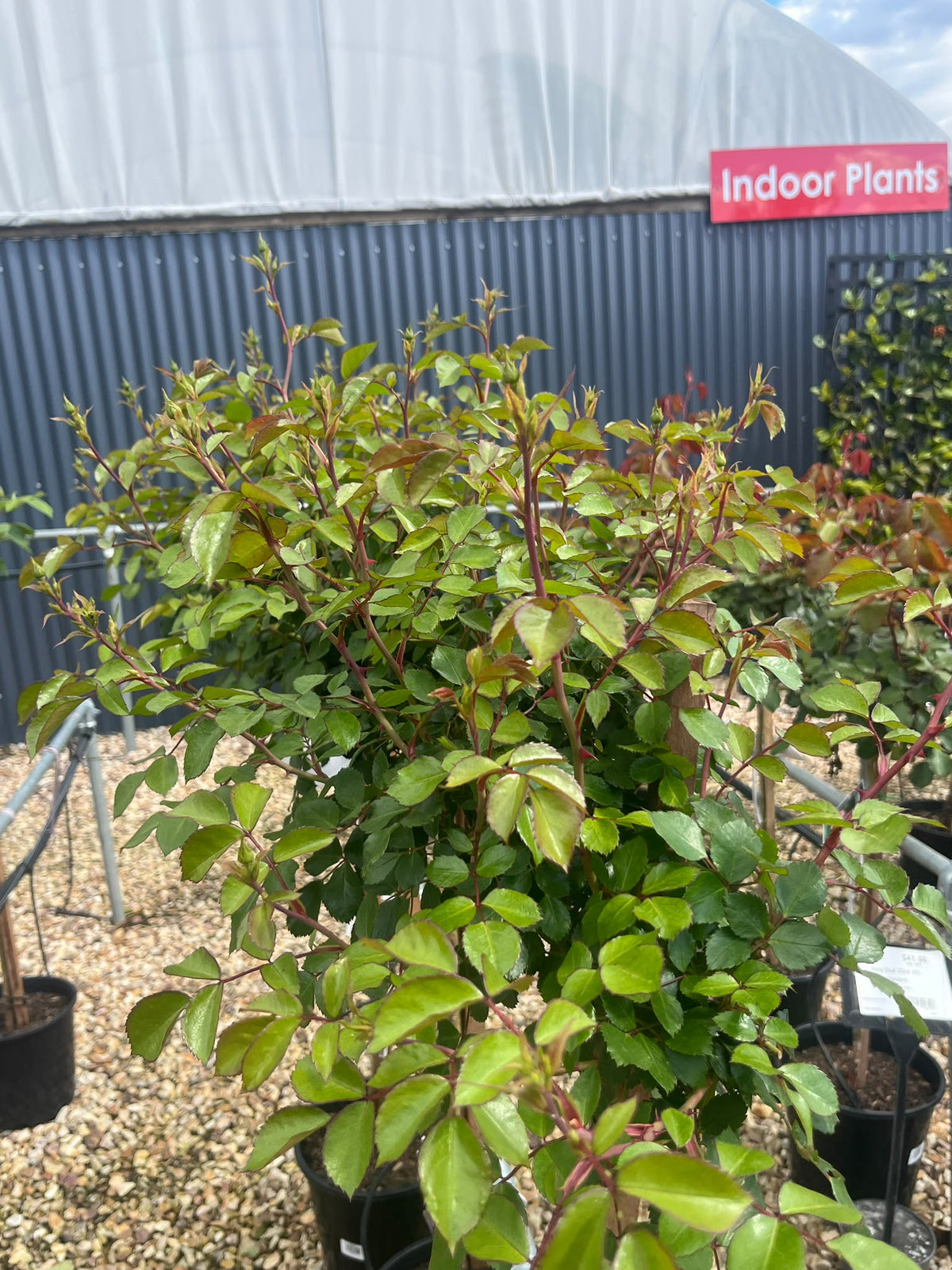 PL0227 Floribunda Rose, Rosa Bonica, 丰花月季, 25 cm 3Ft Standard Pot