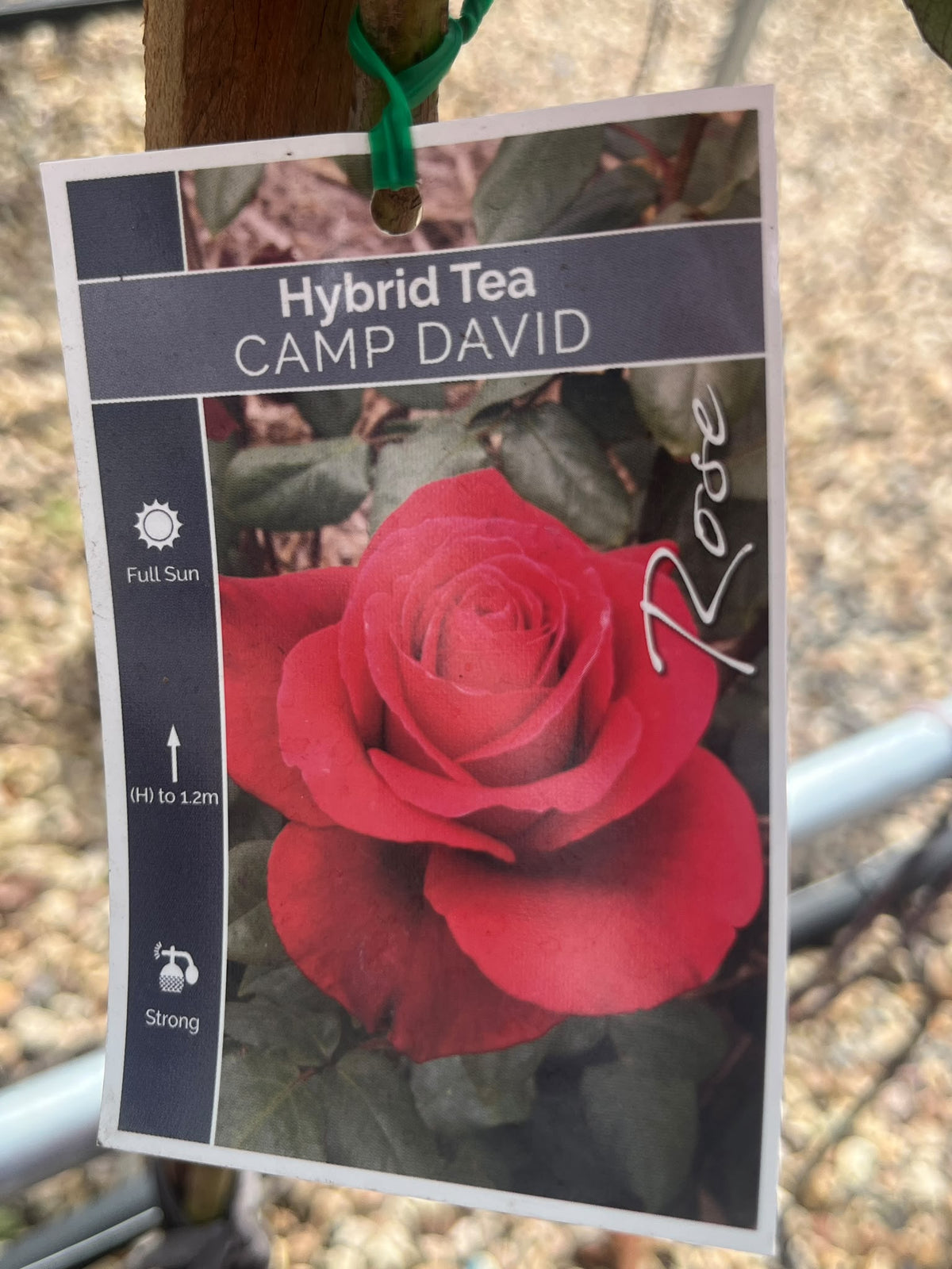 PL0228 Hybrid Tea Rose, Rosa Camp David, 杂交茶香月季, 25 cm 3Ft Standard Pot