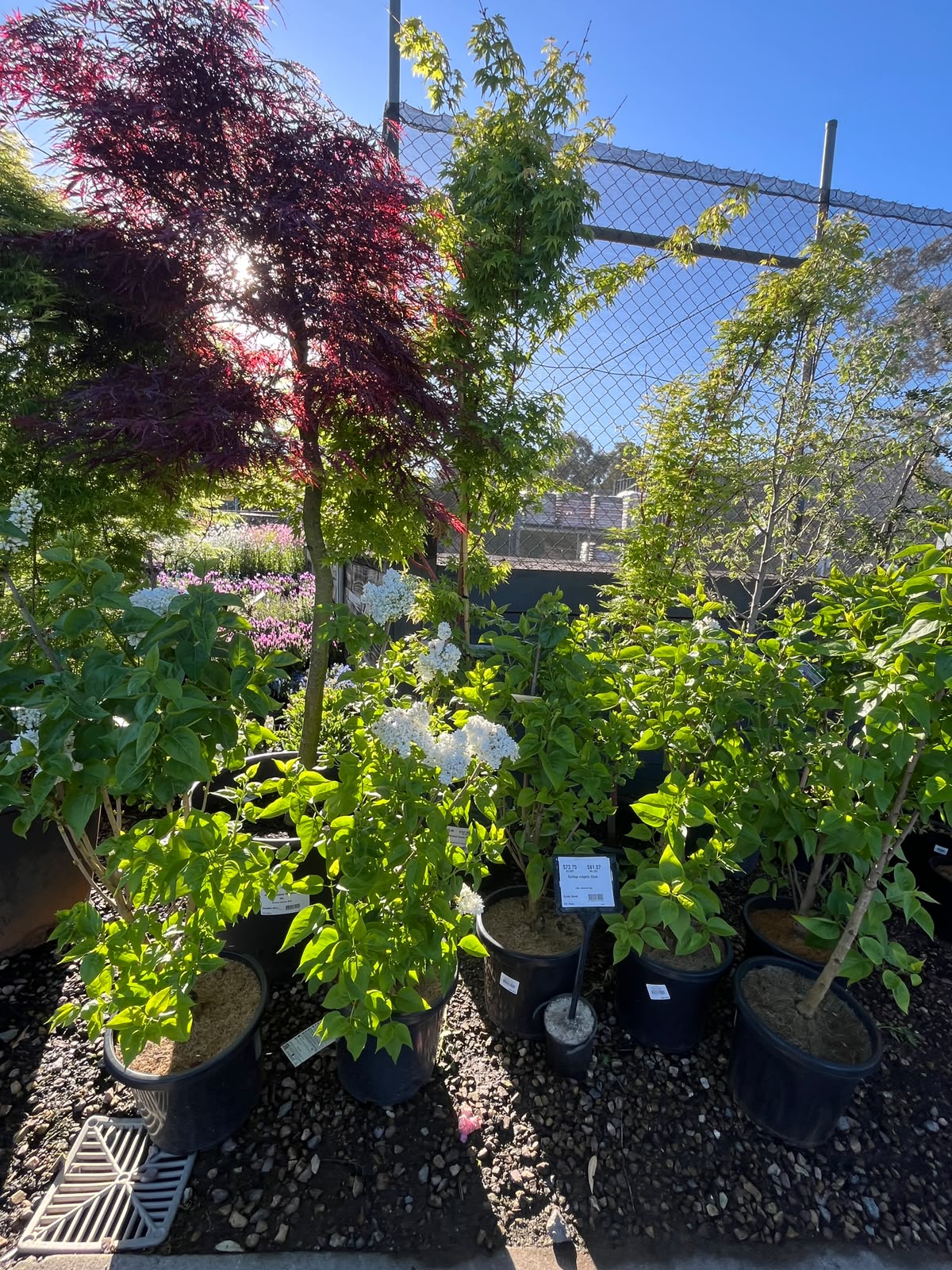 PL0095 Lilac, Common Lilac, Syringa vulgaris, 丁香, 30 cm Pot