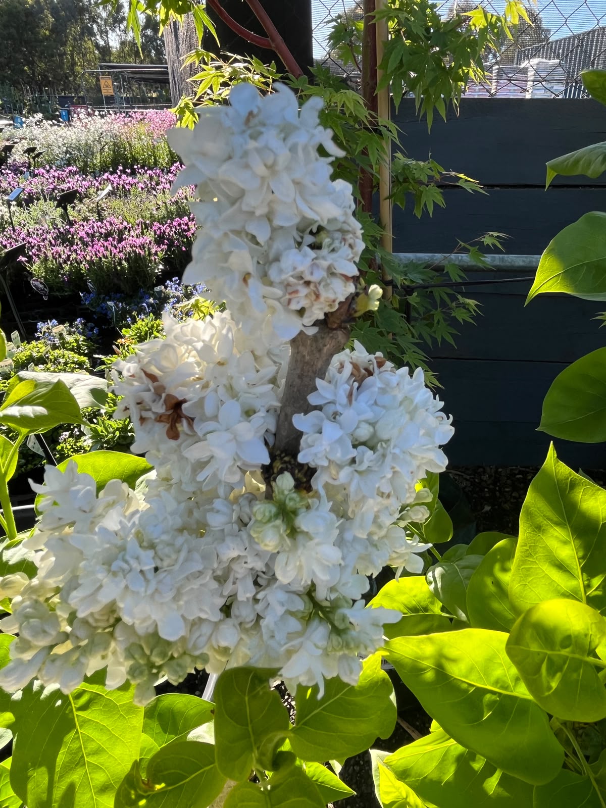 PL0095 Lilac, Common Lilac, Syringa vulgaris, 丁香, 30 cm Pot