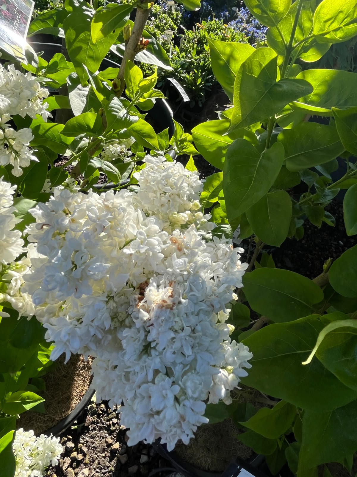 PL0095 Lilac, Common Lilac, Syringa vulgaris, 丁香, 30 cm Pot