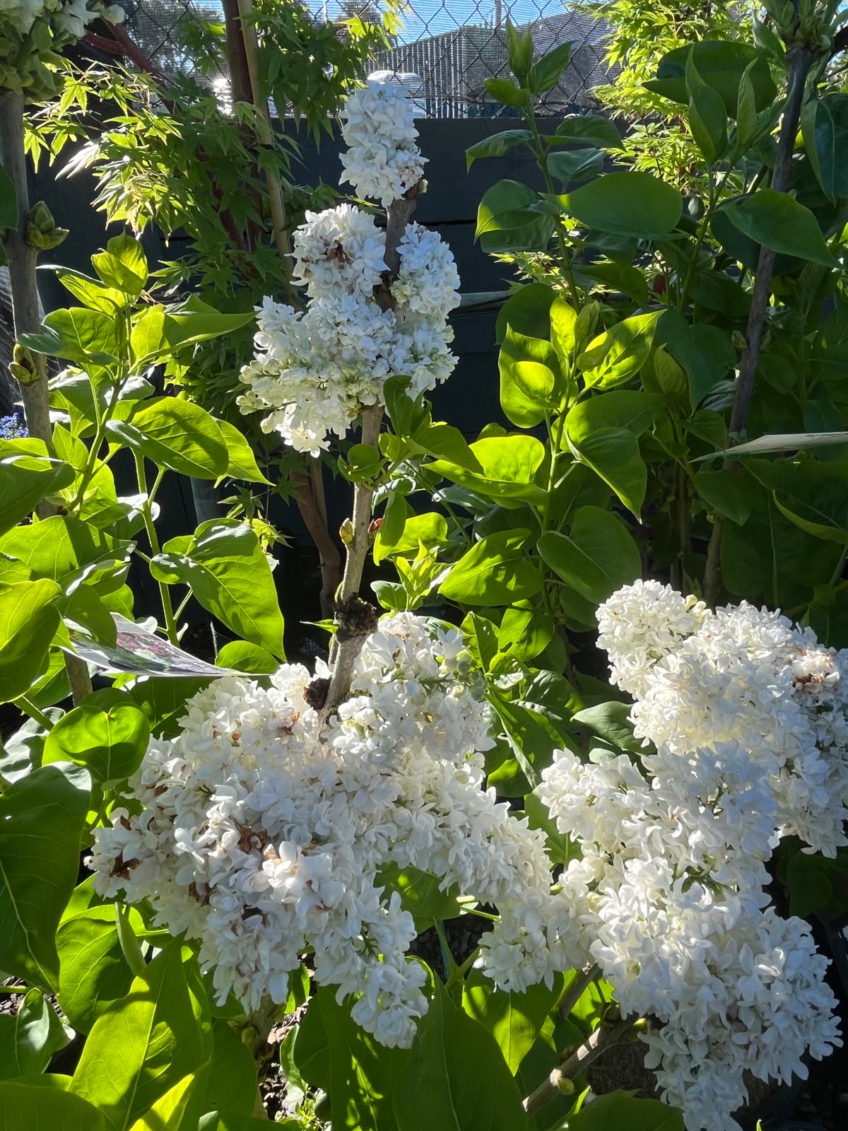PL0095 Lilac, Common Lilac, Syringa vulgaris, 丁香, 30 cm Pot