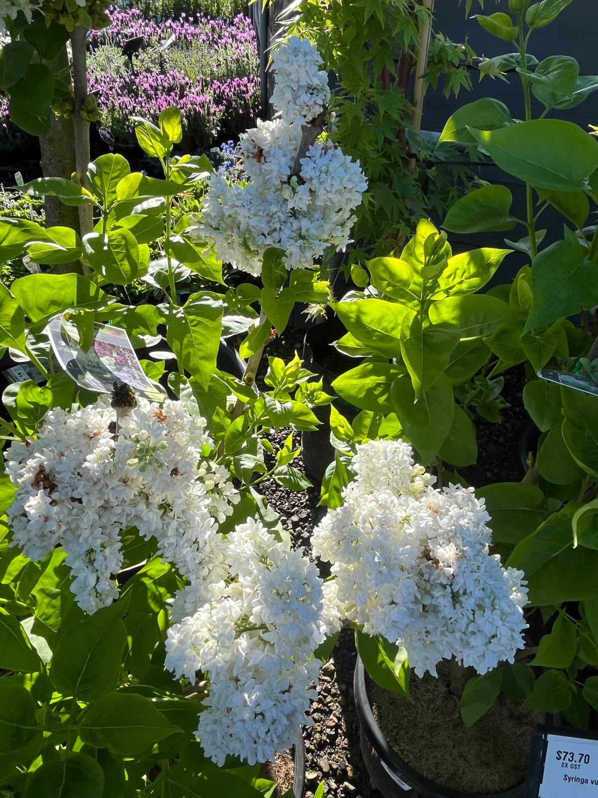 PL0095 Lilac, Common Lilac, Syringa vulgaris, 丁香, 30 cm Pot