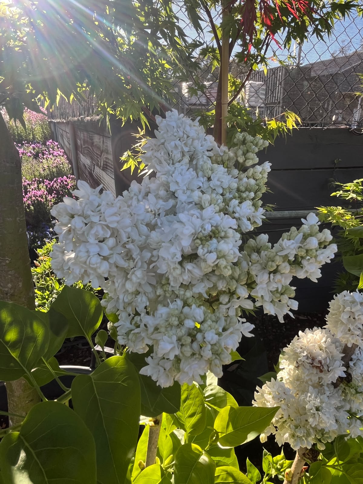 PL0095 Lilac, Common Lilac, Syringa vulgaris, 丁香, 30 cm Pot