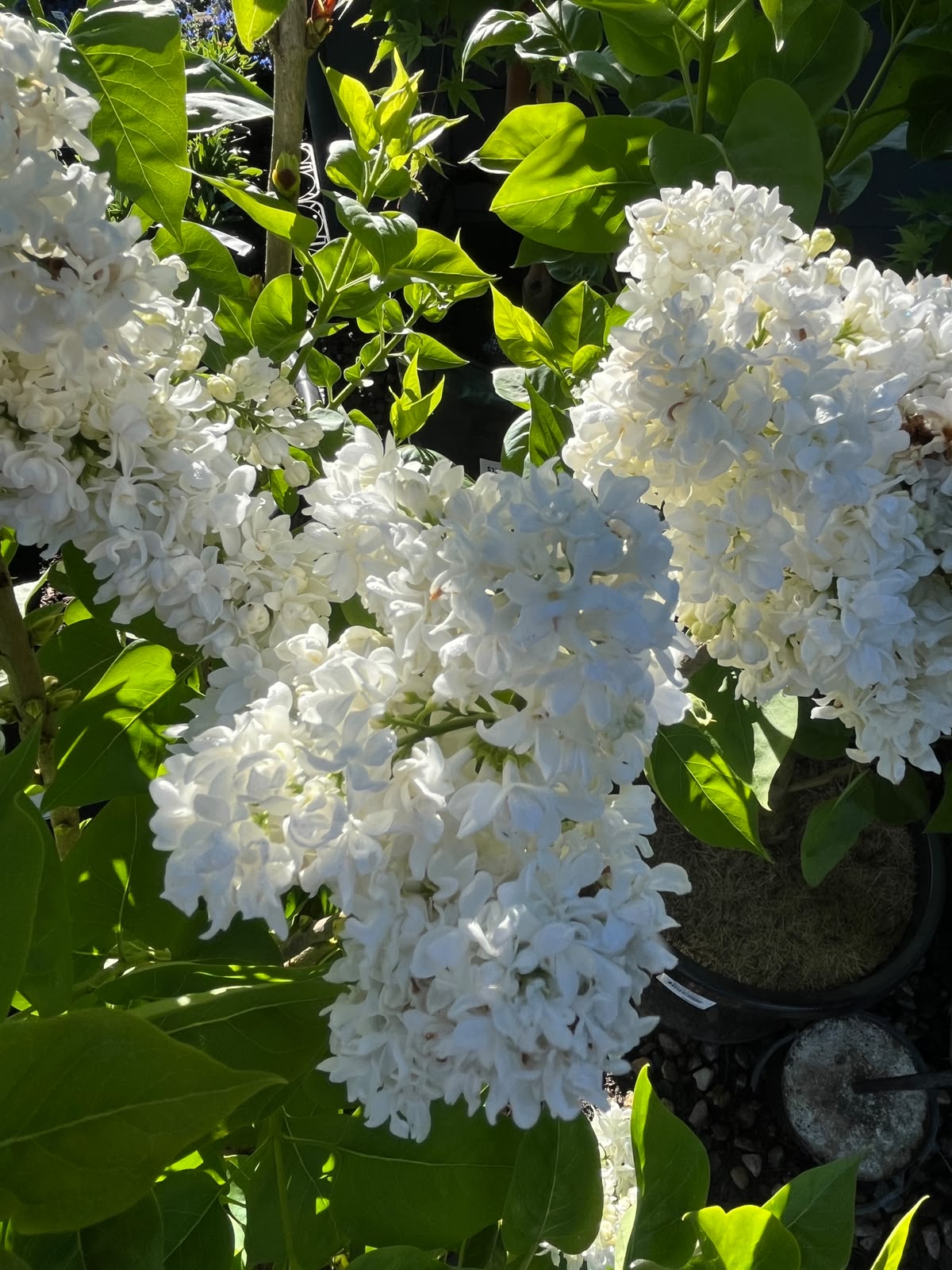 PL0095 Lilac, Common Lilac, Syringa vulgaris, 丁香, 30 cm Pot