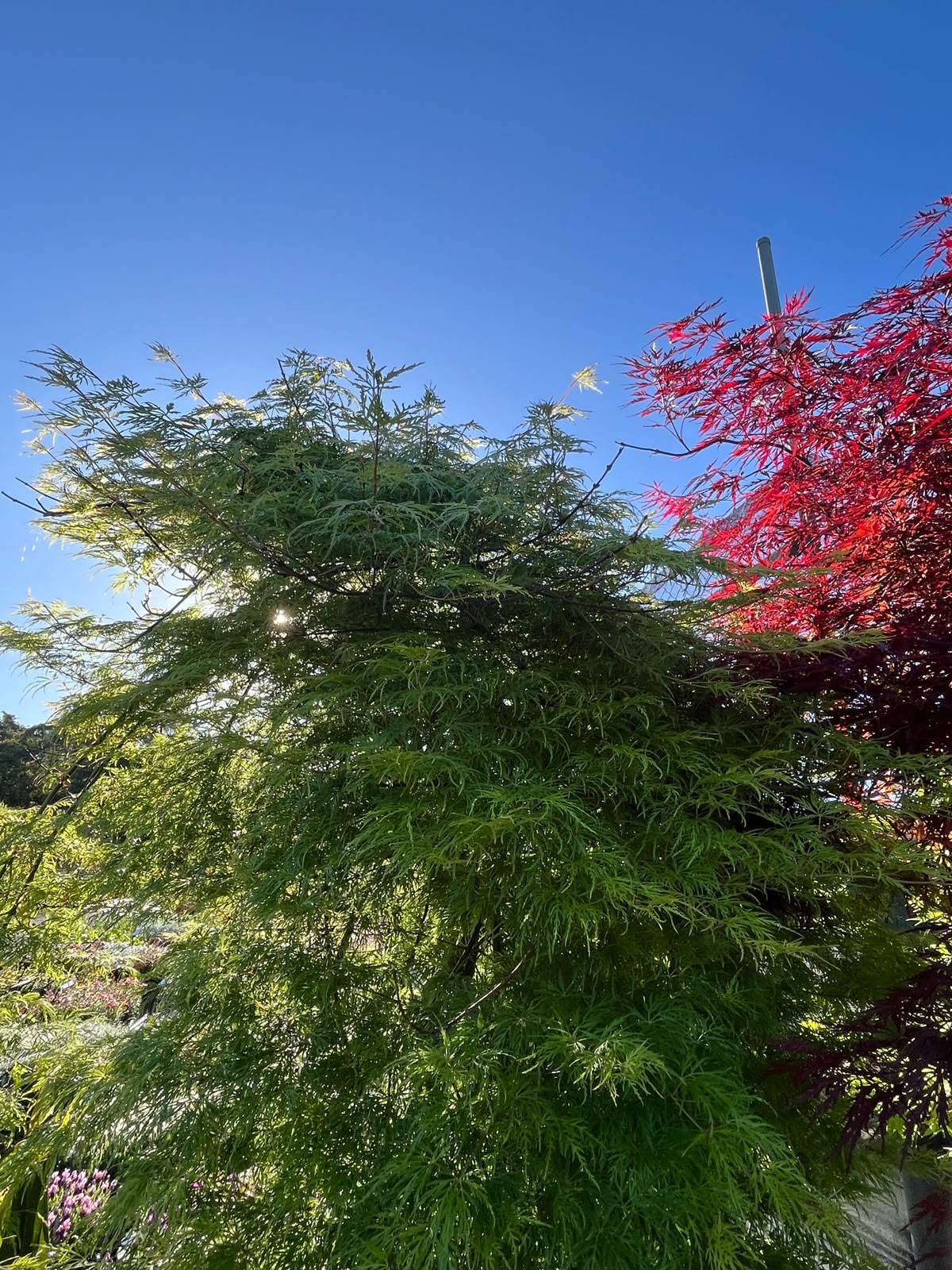 PL0096 Weeping Japanese Maple, Acer palmatum Dissectum, 垂枝鸡爪槭, 110L Pot