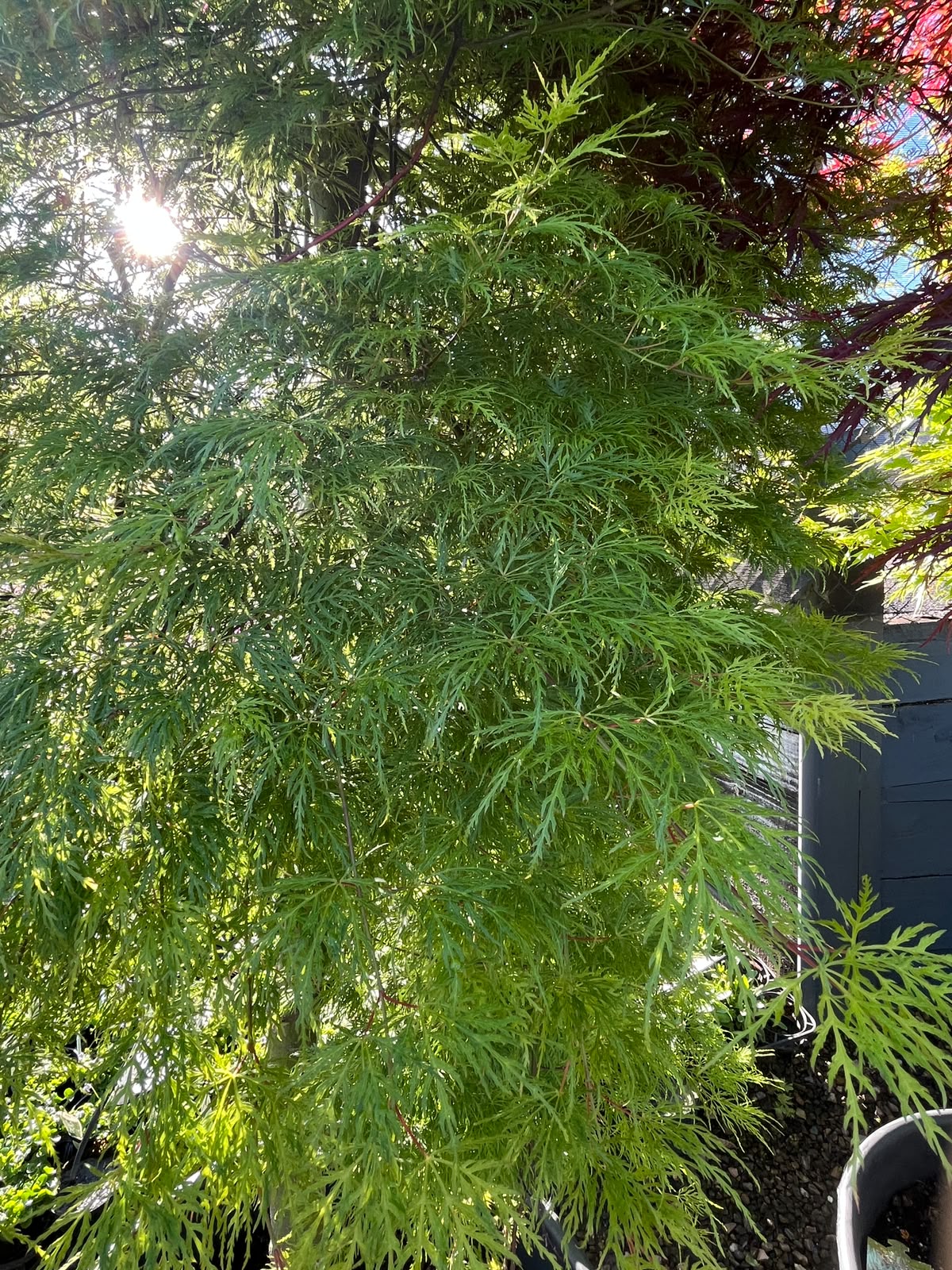 PL0096 Weeping Japanese Maple, Acer palmatum Dissectum, 垂枝鸡爪槭, 110L Pot
