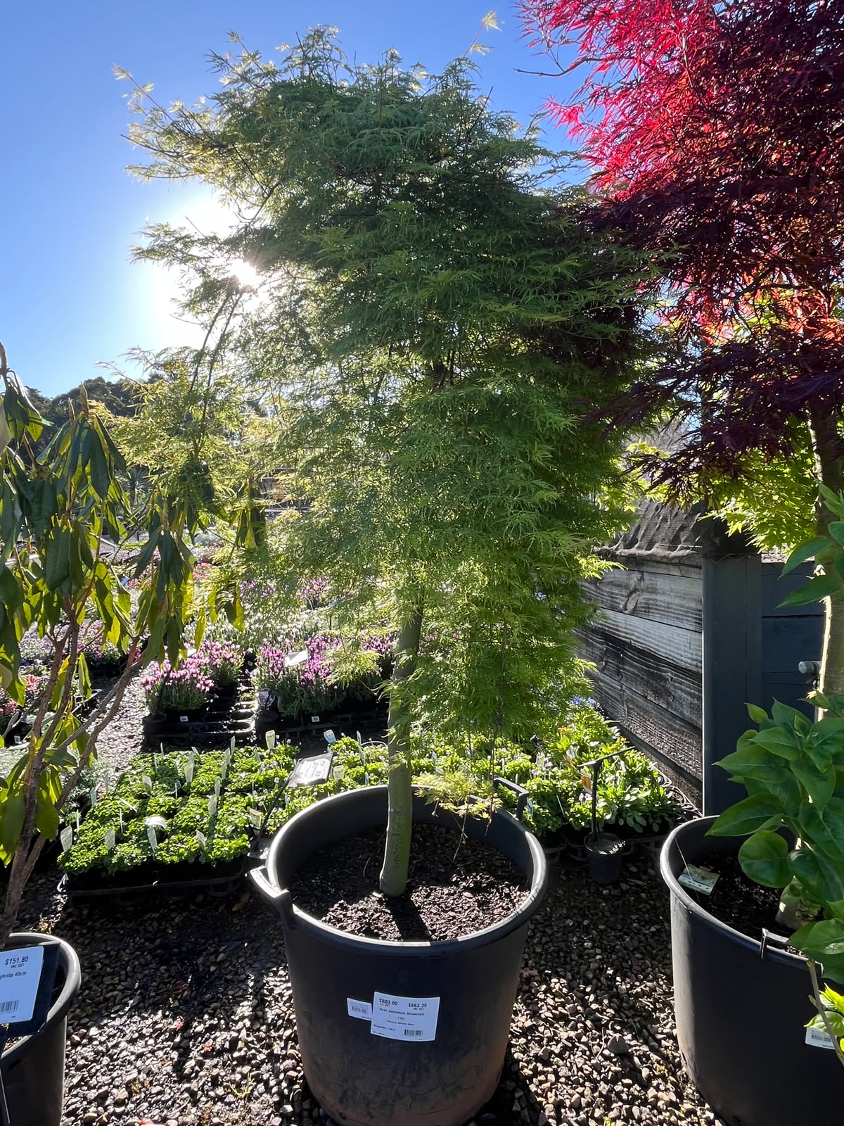 PL0096 Weeping Japanese Maple, Acer palmatum Dissectum, 垂枝鸡爪槭, 110L Pot