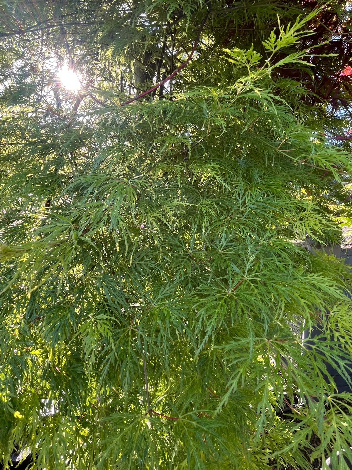PL0096 Weeping Japanese Maple, Acer palmatum Dissectum, 垂枝鸡爪槭, 110L Pot