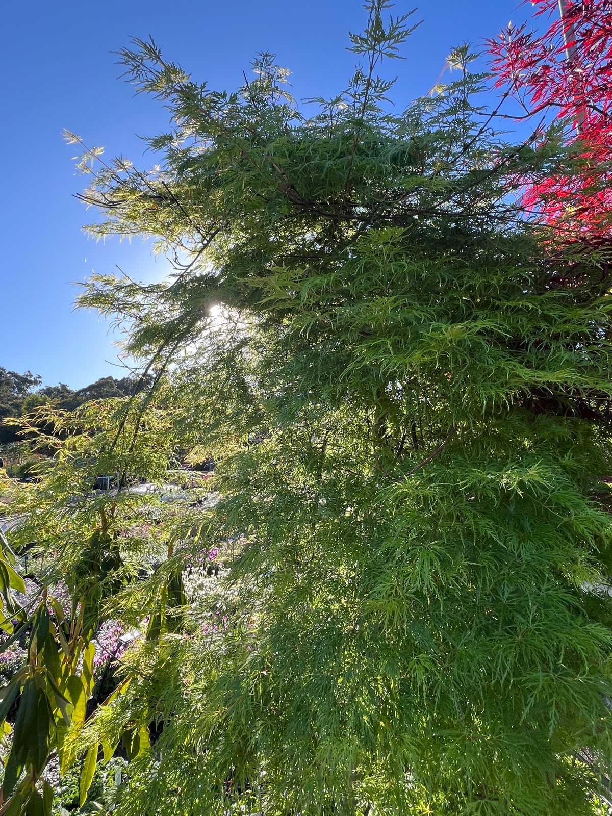 PL0096 Weeping Japanese Maple, Acer palmatum Dissectum, 垂枝鸡爪槭, 110L Pot