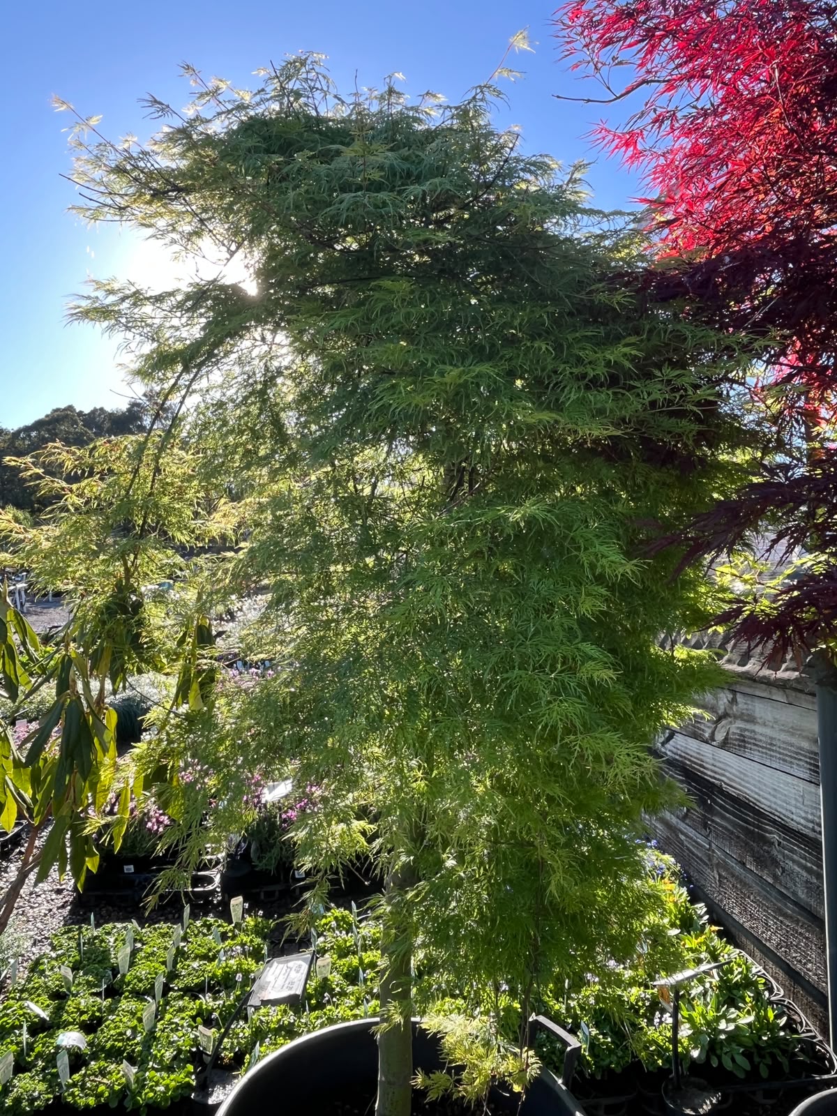 PL0096 Weeping Japanese Maple, Acer palmatum Dissectum, 垂枝鸡爪槭, 110L Pot