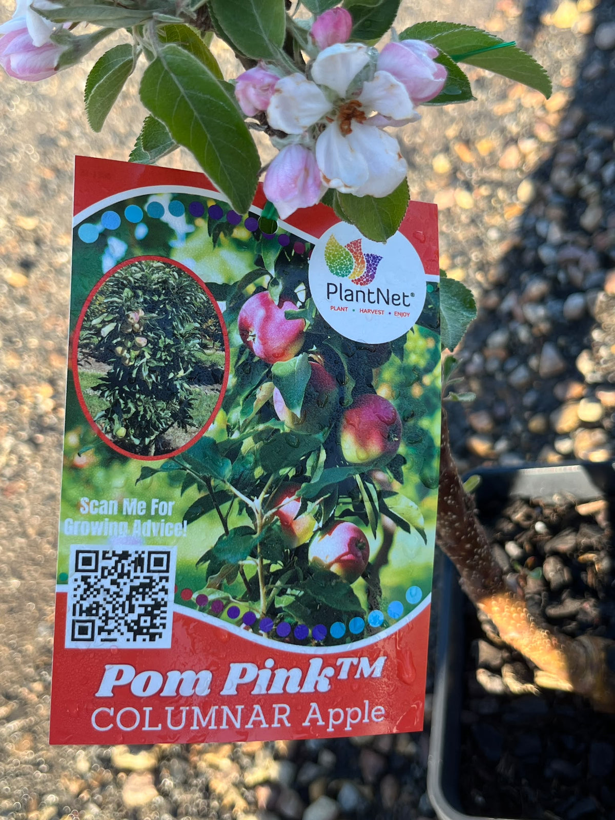 PL0097 Columnar Apple, Malus domestica Pompink, 柱状苹果, 17 cm Square Pot