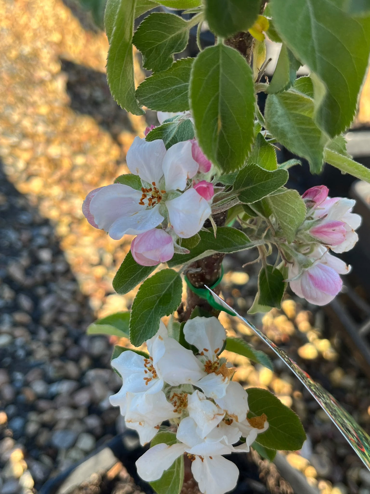 PL0097 Columnar Apple, Malus domestica Pompink, 柱状苹果, 17 cm Square Pot