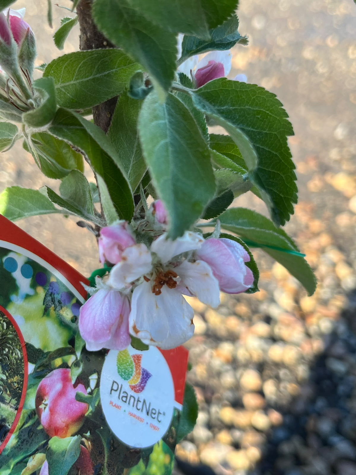 PL0097 Columnar Apple, Malus domestica Pompink, 柱状苹果, 17 cm Square Pot