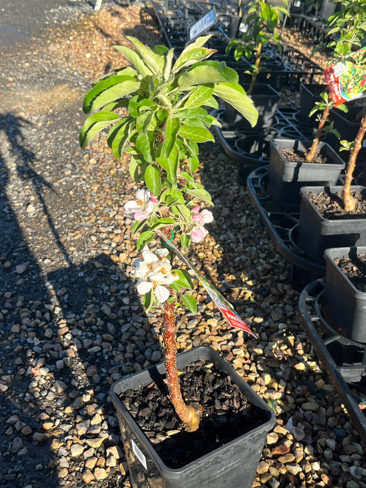 PL0097 Columnar Apple, Malus domestica Pompink, 柱状苹果, 17 cm Square Pot