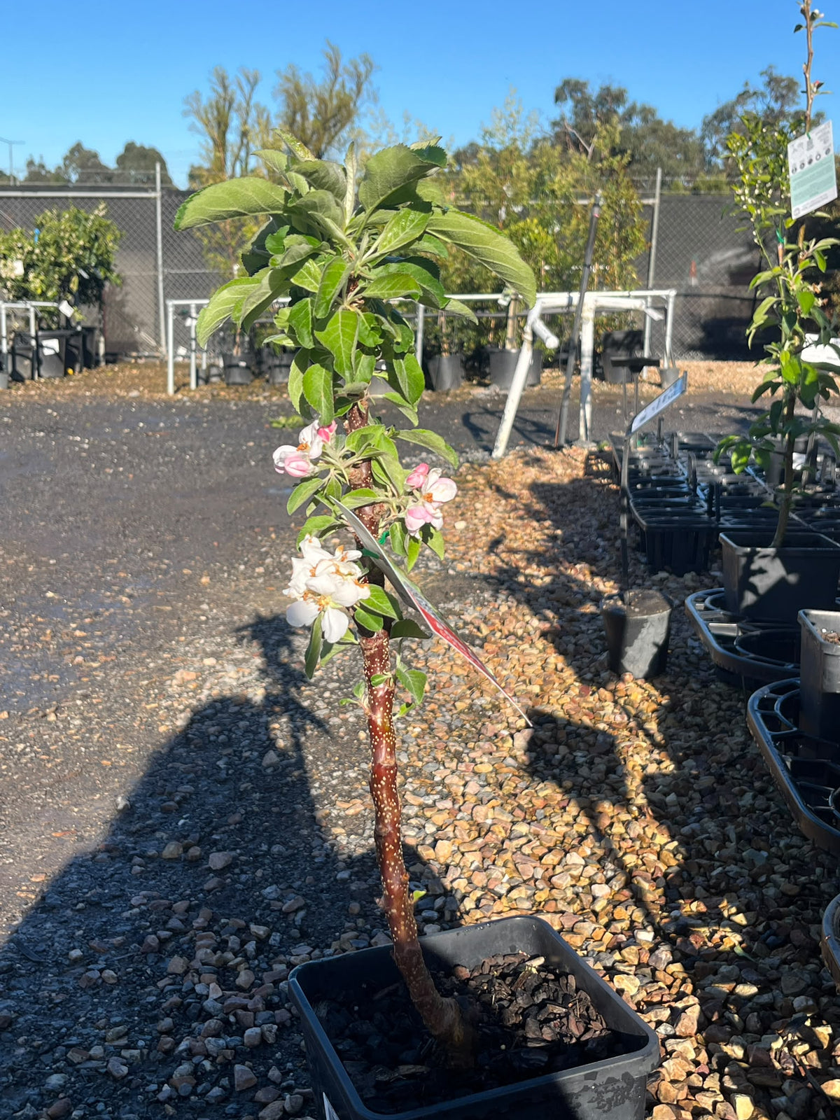 PL0097 Columnar Apple, Malus domestica Pompink, 柱状苹果, 17 cm Square Pot