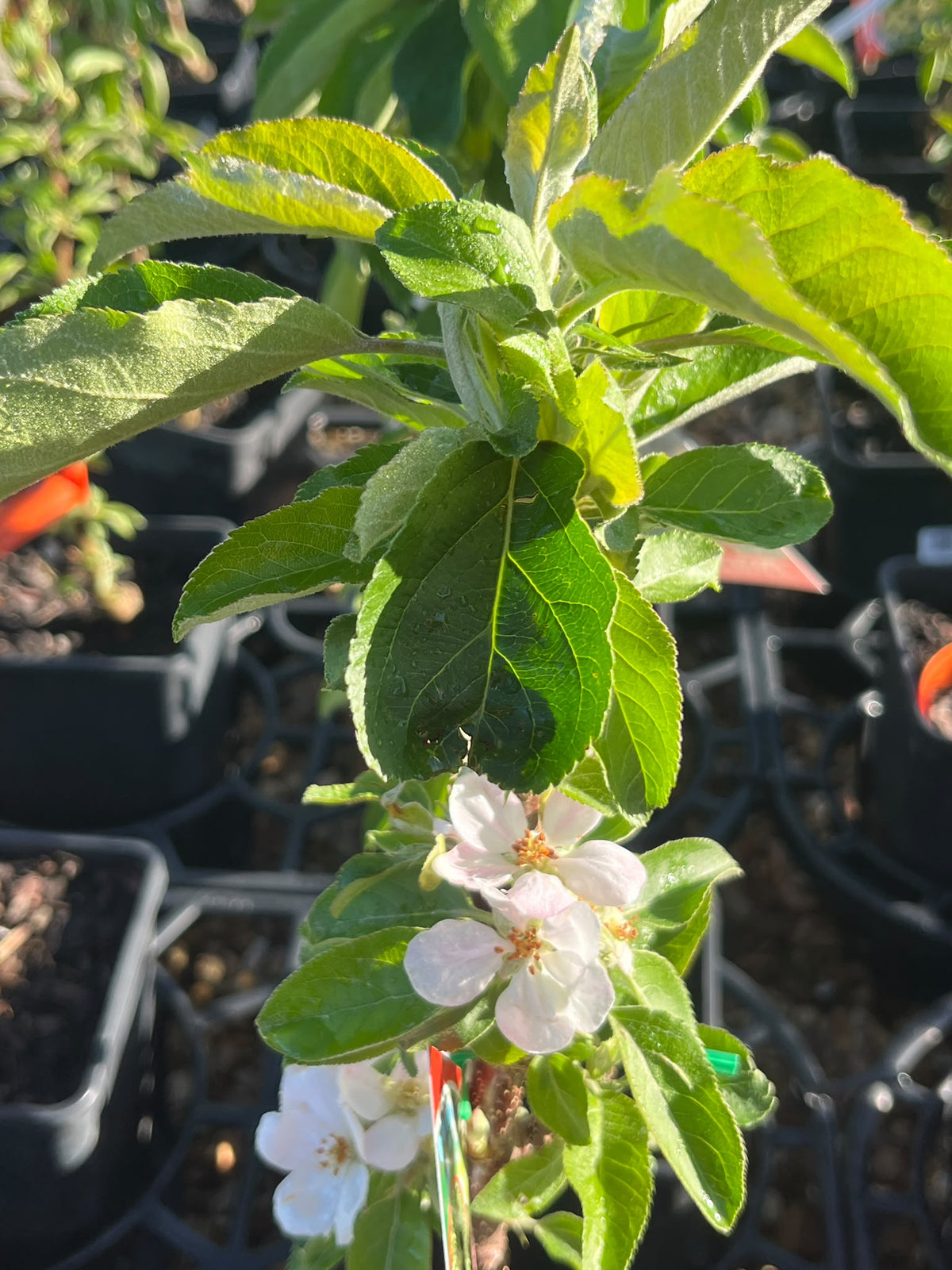 PL0097 Columnar Apple, Malus domestica Pompink, 柱状苹果, 17 cm Square Pot