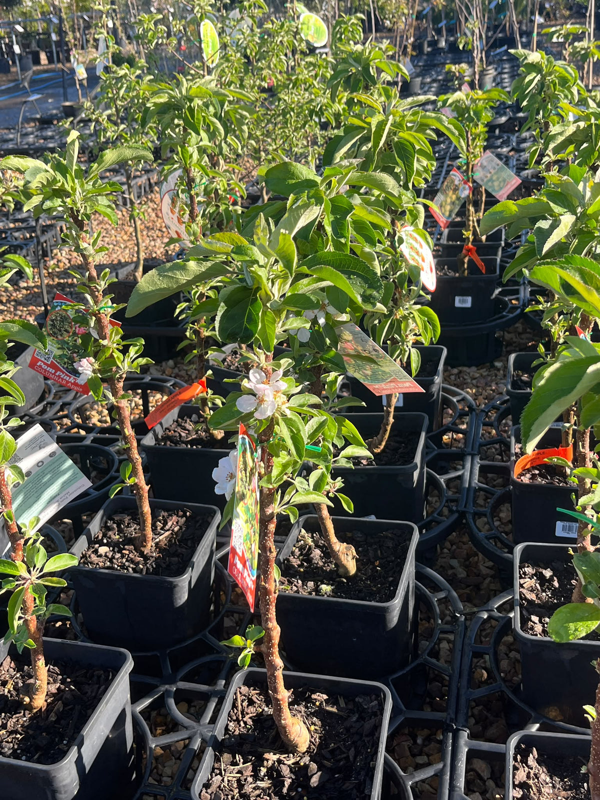 PL0097 Columnar Apple, Malus domestica Pompink, 柱状苹果, 17 cm Square Pot
