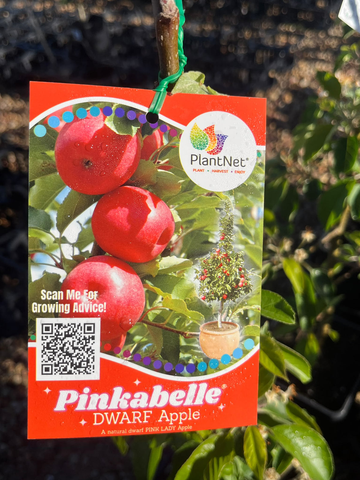 PL0098 Dwarf Apple, Malus domestica Pinkabelle, 矮生苹果, 17 cm Square Pot