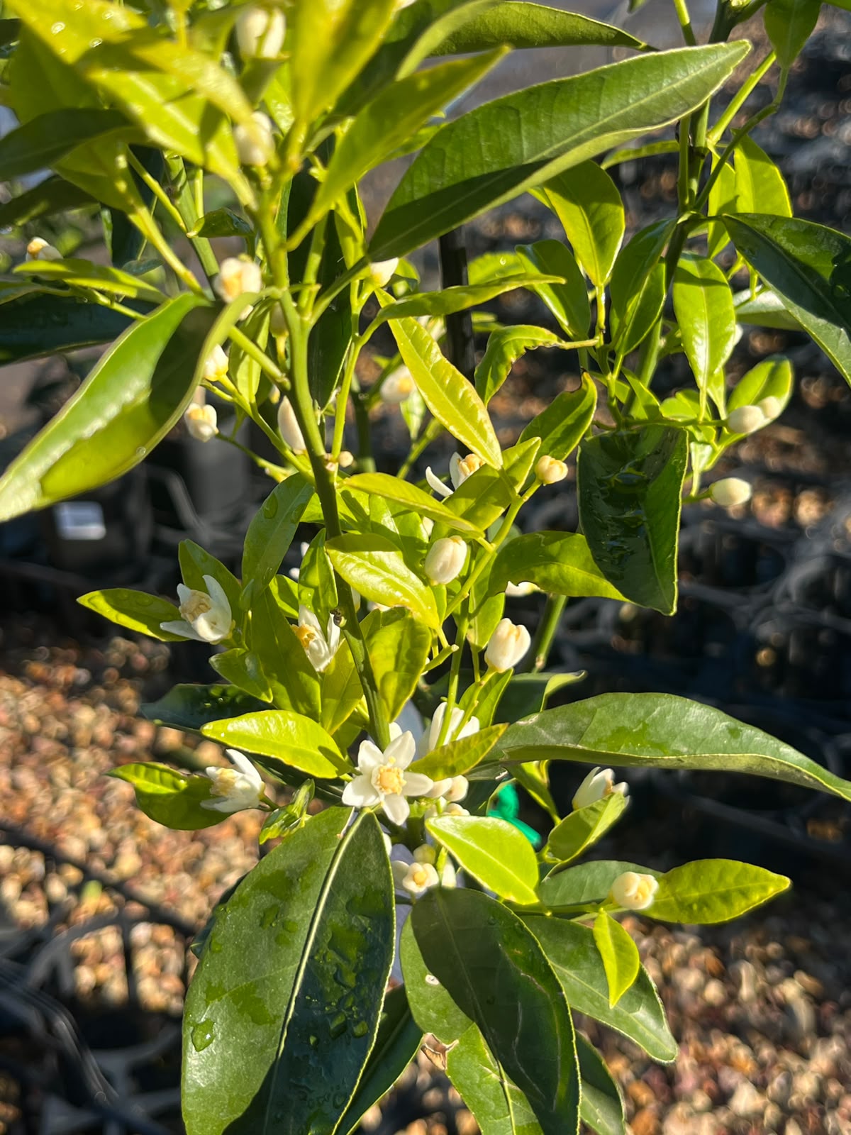 PL0099 Mandarin, Citrus reticulata Imperial, 帝王柑橘, 5L Pot