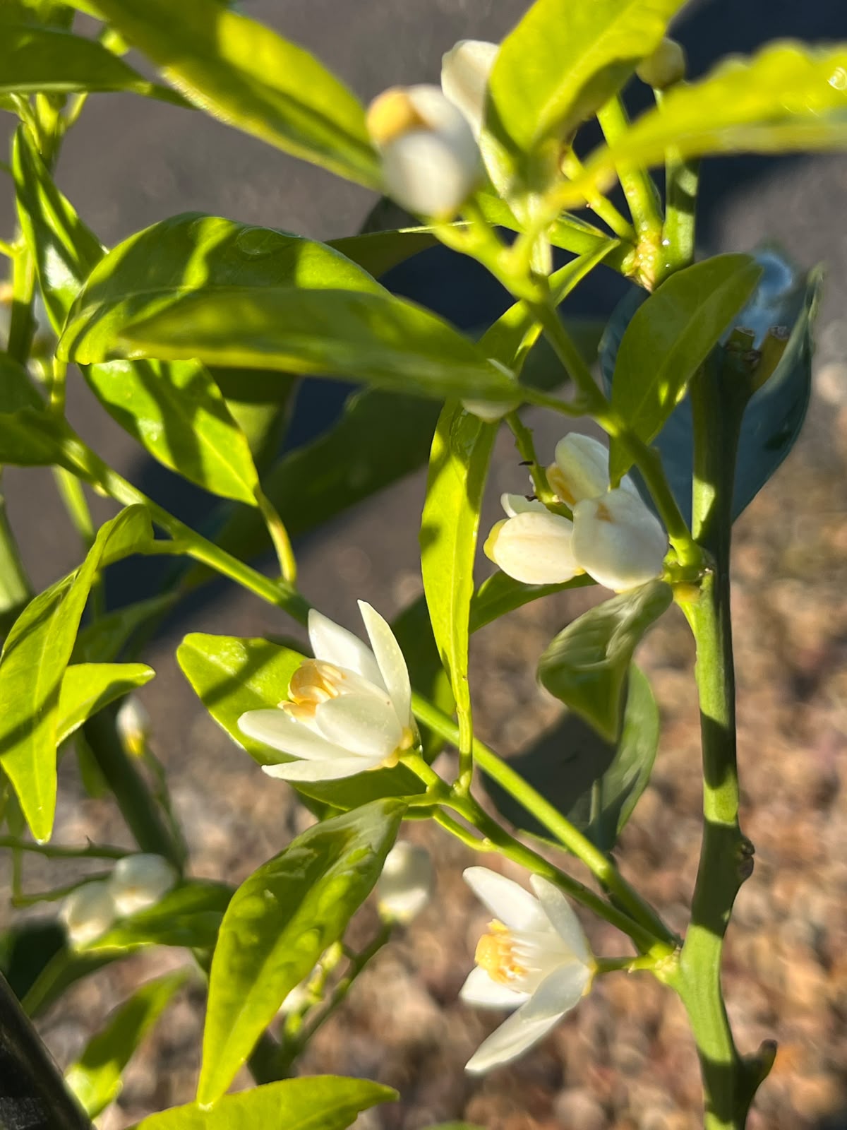 PL0099 Mandarin, Citrus reticulata Imperial, 帝王柑橘, 5L Pot
