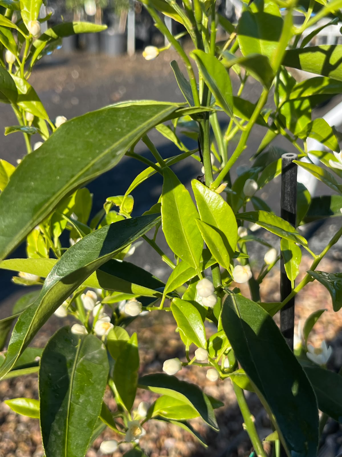PL0099 Mandarin, Citrus reticulata Imperial, 帝王柑橘, 5L Pot