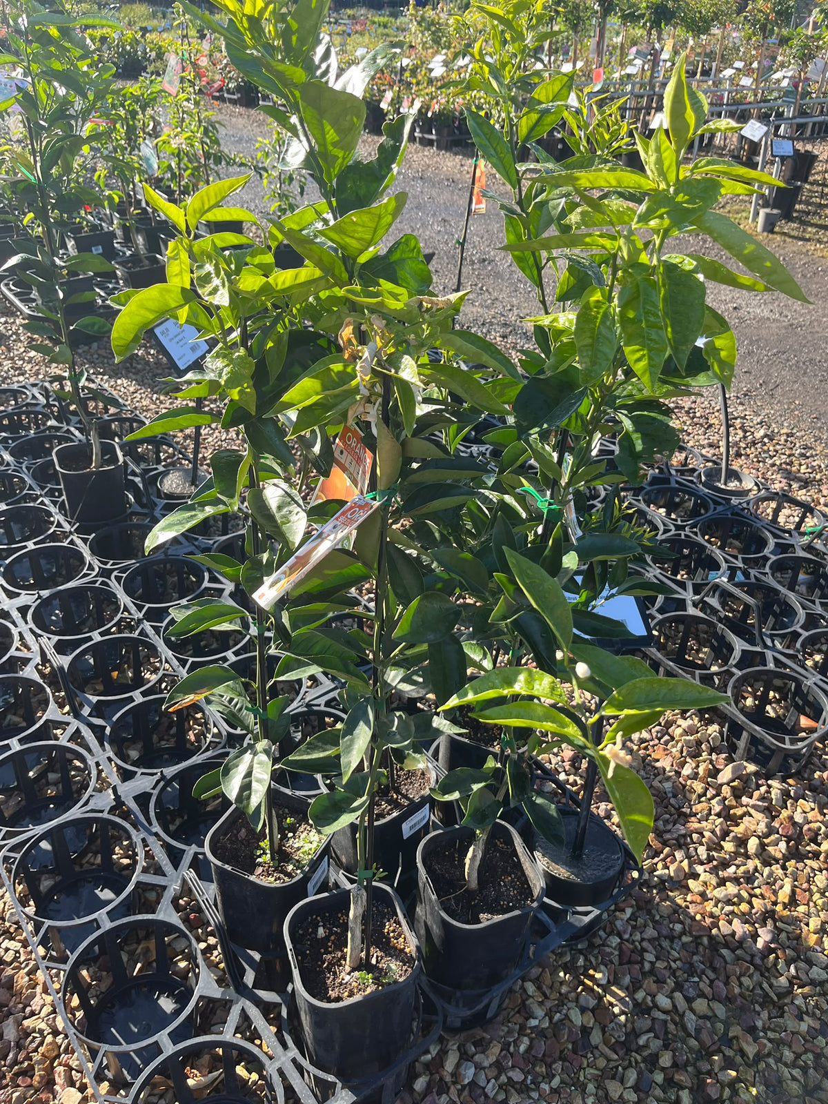 PL0101 Orange, Citrus sinensis Valencia Seedless, 无籽瓦伦西亚甜橙, 5L Pot