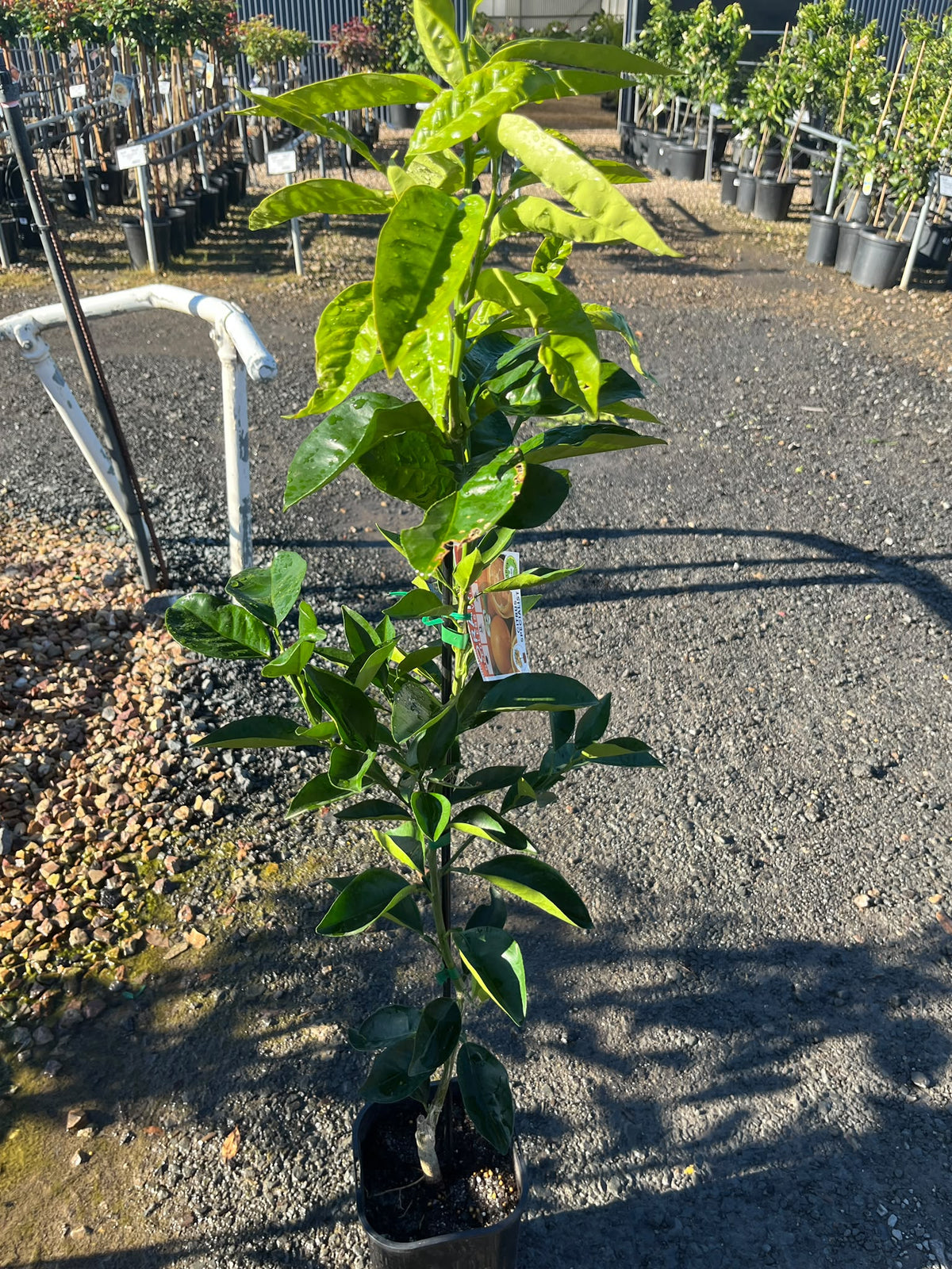 PL0101 Orange, Citrus sinensis Valencia Seedless, 无籽瓦伦西亚甜橙, 5L Pot