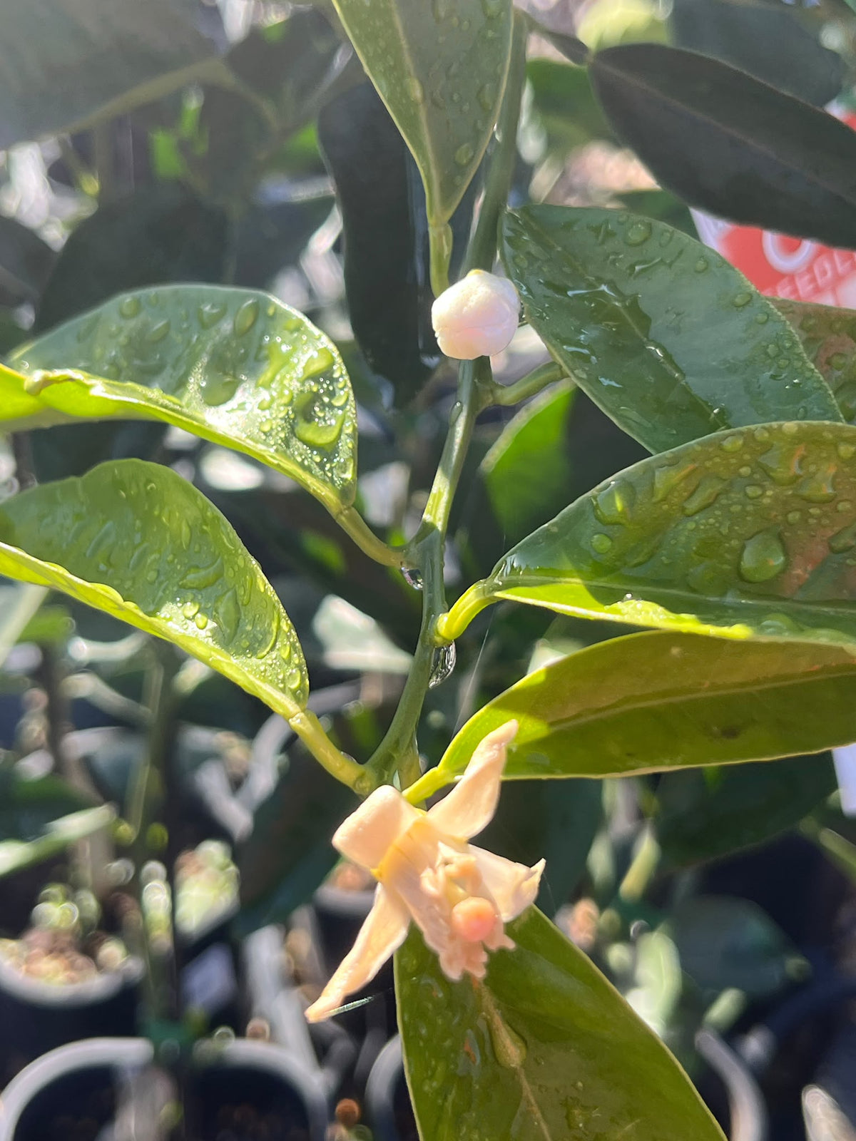 PL0101 Orange, Citrus sinensis Valencia Seedless, 无籽瓦伦西亚甜橙, 5L Pot