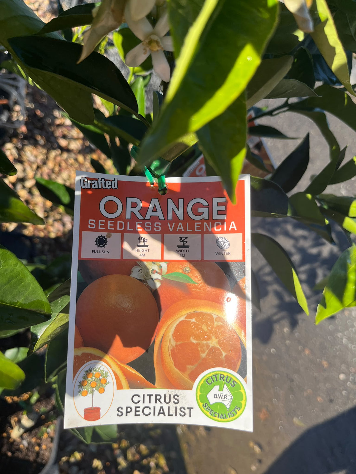 PL0101 Orange, Citrus sinensis Valencia Seedless, 无籽瓦伦西亚甜橙, 5L Pot