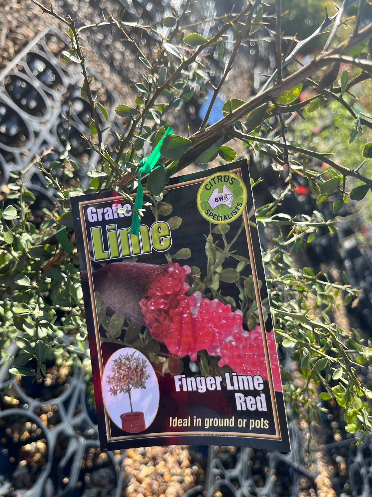 PL0102 Australian Finger Lime, Citrus australasica Crystal Finger Lime, 澳洲手指柠檬, 5L Pot
