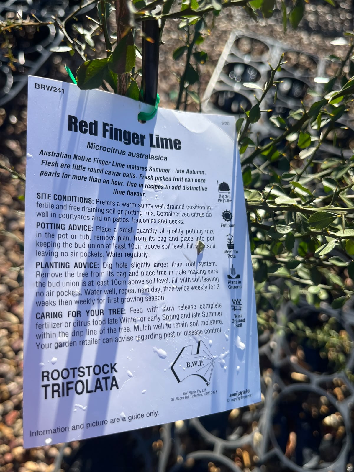 PL0102 Australian Finger Lime, Citrus australasica Crystal Finger Lime, 澳洲手指柠檬, 5L Pot