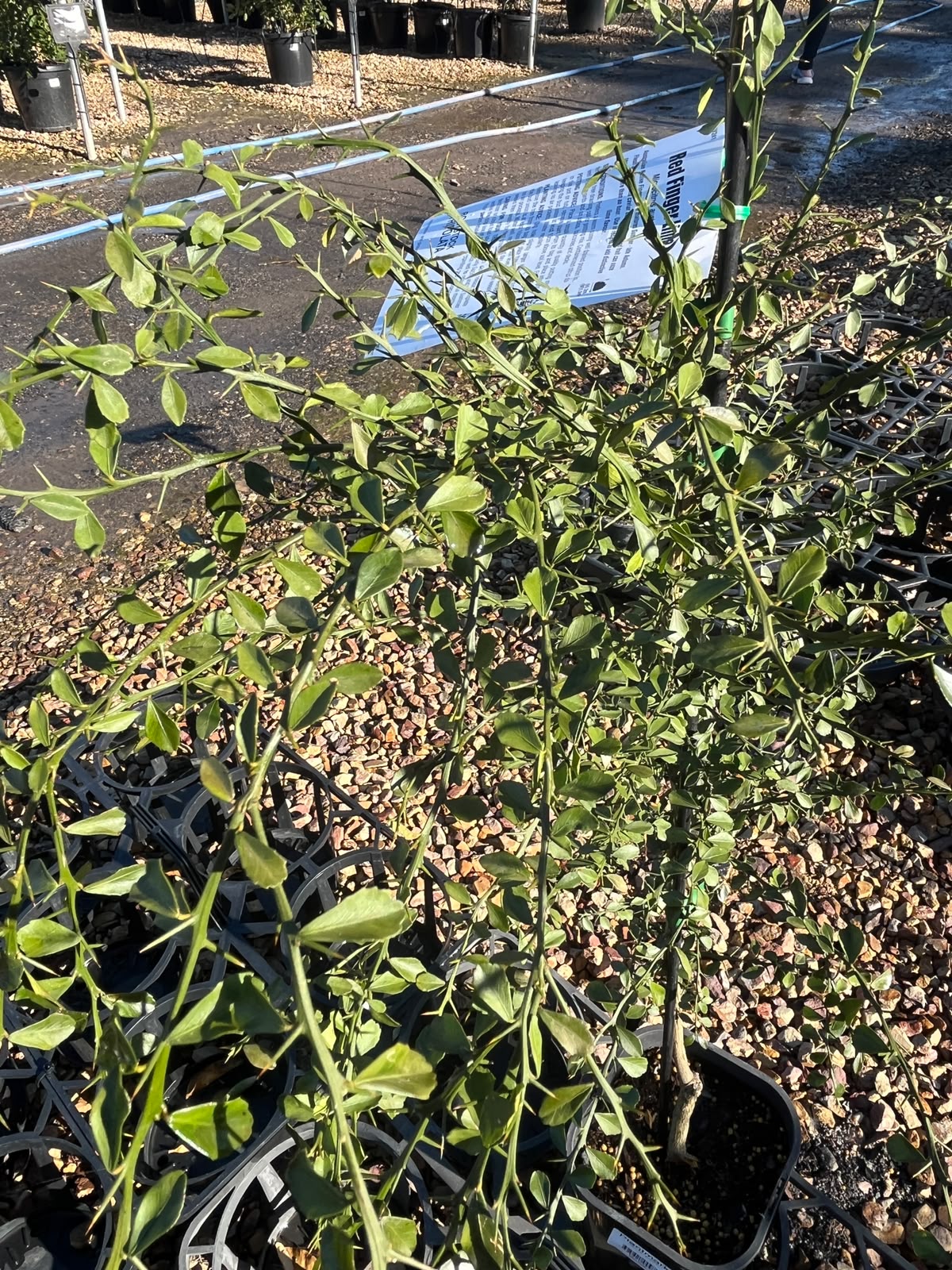 PL0102 Australian Finger Lime, Citrus australasica Crystal Finger Lime, 澳洲手指柠檬, 5L Pot