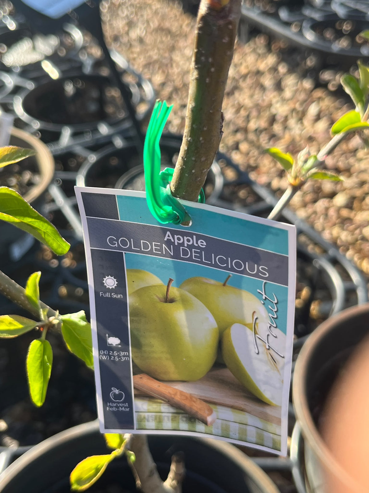 PL0103 Apple, Malus domestica Golden Delicious, 金冠苹果, 25 cm Pot