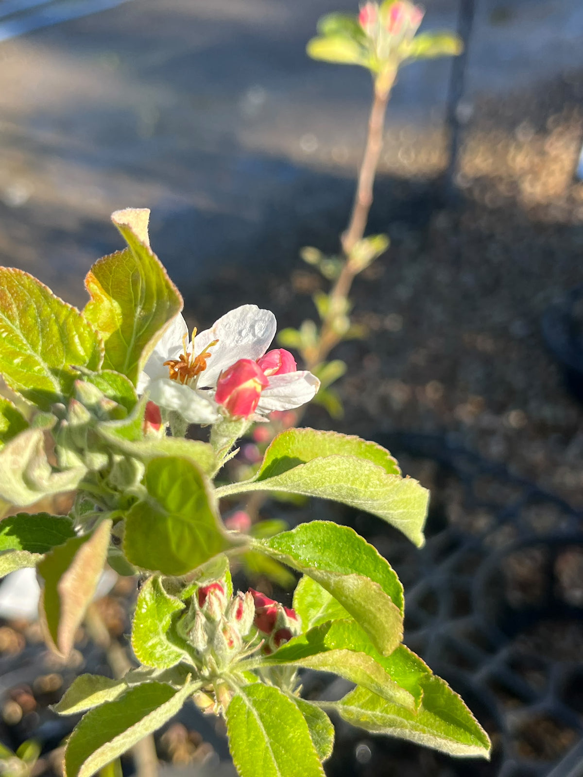PL0103 Apple, Malus domestica Golden Delicious, 金冠苹果, 25 cm Pot