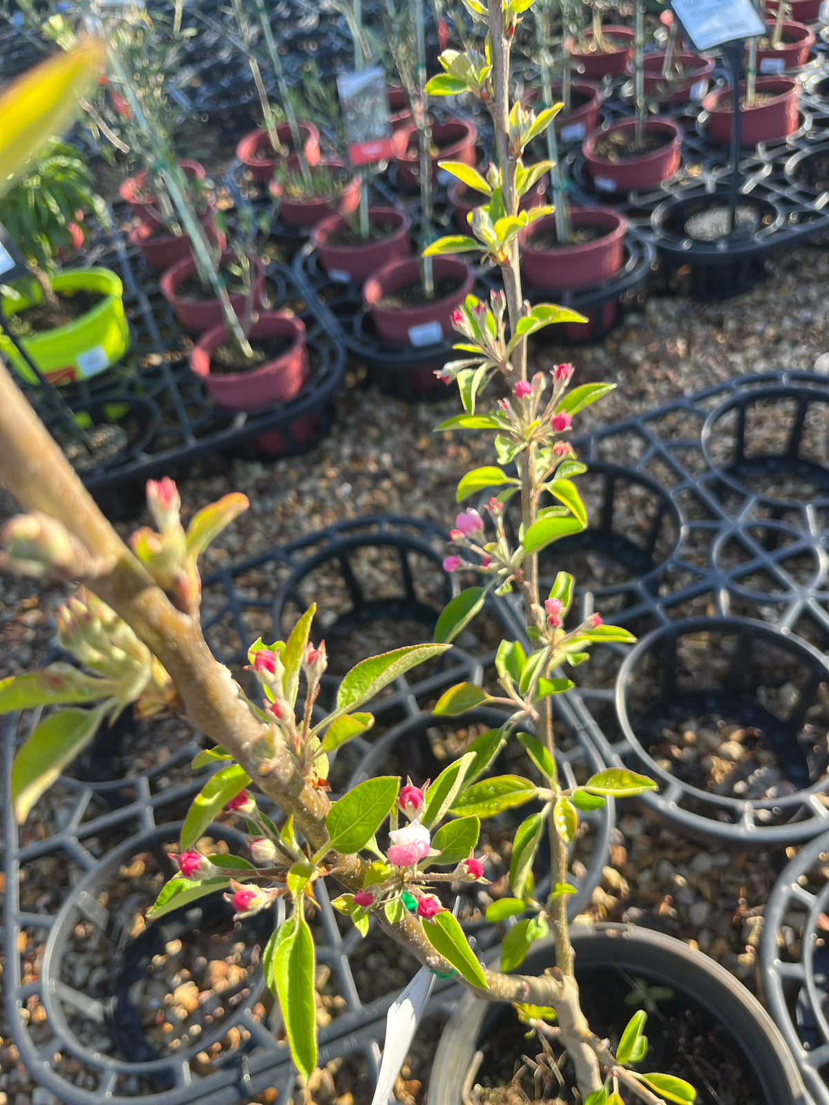 PL0103 Apple, Malus domestica Golden Delicious, 金冠苹果, 25 cm Pot